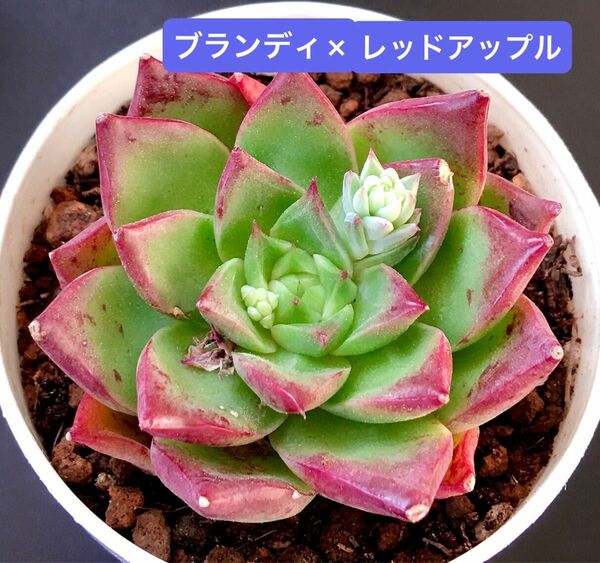 新入荷★韓国苗★ブランディ×レッドアップル★可愛い紅葉大苗★超美苗★多肉植物★エケベリア