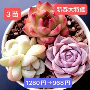 新春大特価★新入荷★3苗セット★韓国苗★太陽石、氷玉双頭、ヘレンナ★可愛い紅葉超美苗★多肉植物★エケベリア