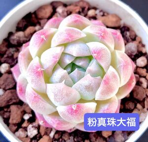 新入荷★韓国苗★粉真珠大福★可愛い紅葉大苗★超美苗★多肉植物★エケベリア