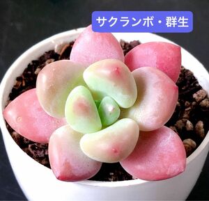 新入荷★韓国苗★サクランボ・群生★可愛い紅葉大苗★超美苗★多肉植物★エケベリア