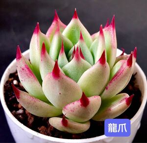 新入荷★韓国苗★龍爪★可愛い紅葉大苗★超美苗★多肉植物★エケベリア