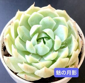 新入荷★韓国苗★魅の月影★可愛い白色系大苗★超美苗★多肉植物★エケベリア