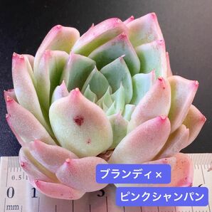 新入荷★韓国苗★ブランディ×ピンクシャンパン★可愛い紅葉大苗★超美苗★多肉植物★エケベリア