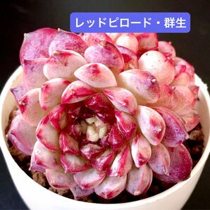 新入荷★韓国苗★レッドピロード・群生★可愛い紅葉大苗★超美苗★多肉植物★エケベリア