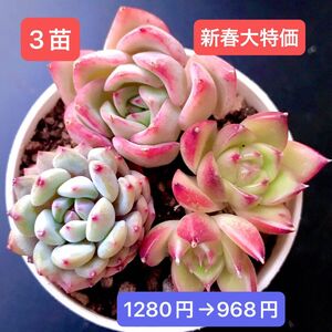 新春大特価★新入荷★3苗セット★韓国苗★粉牡丹、星々雪、ムーンストーン双頭★可愛い紅葉超美苗★多肉植物★エケベリア