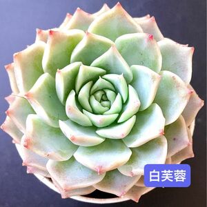 新入荷★韓国苗★白芙蓉★可愛い紅葉大苗★超美苗★多肉植物★エケベリア