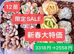 限定SALE★12苗セット★新入荷★韓国苗★白鷺、幻の夢双頭、碧桃、氷苺群生(双頭) ★可愛い紅葉大苗美苗★多肉植物★エケベリア