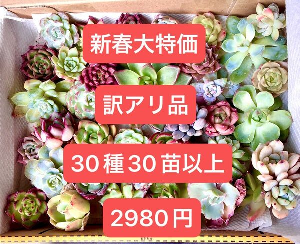 新春大特価★倉庫整理訳アリ品★韓国苗★30種30苗以上★玉兎、ピンクルビー、ベビーフィンガー等可愛い紅葉大苗★多肉植物★エケベリア