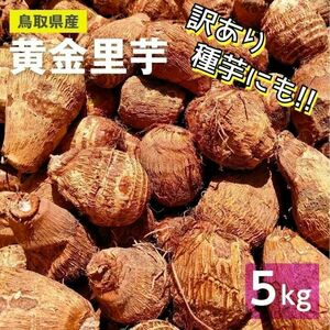 【訳あり】黄金里芋 女早生芋 宅急便 5kg さといも サトイモ 山芋