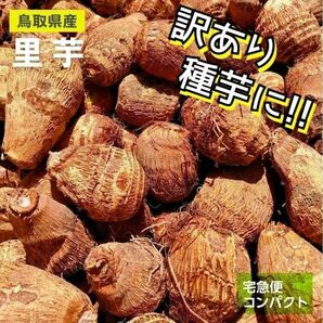 【訳あり】黄金里芋 女早生芋 宅急便コンパクト 1kg さといも サトイモ 山芋