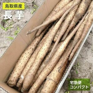 【鳥取県産】砂丘ながいも 1kg 長芋 とりたて ながいも とろろ コンパクトの画像1