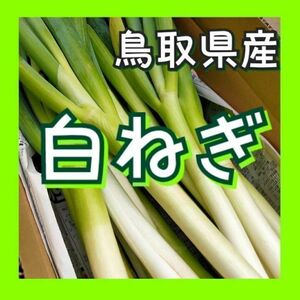 【常温】白ネギ 10kg~ Lサイズ(1.5cm程度) 白ねぎ 長ねぎ B品