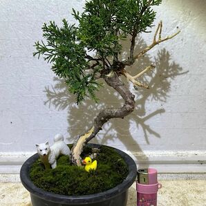 SP-1糸魚川真柏中品盆栽実生樹齢 13 年日本産