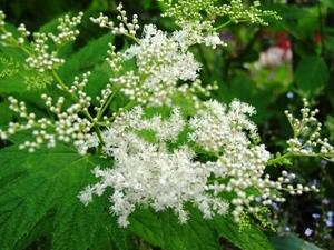 ●山野草 京鹿の子 白 キョウカノコ 茶花 バラ科● 