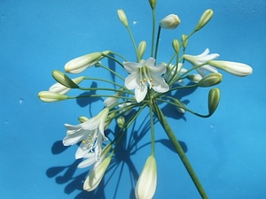 *. agapanthus hime agapanthus white lily . 100 .*