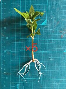 フジバカマ　薄ピンク挿木発根苗　5本