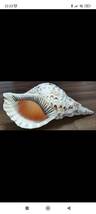 沖縄県産　法螺貝　ほら貝　長さ約２８．５センチ　幅約１３センチ　 匿名配送_画像1