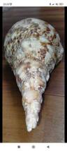 沖縄県産　法螺貝　ほら貝　長さ約２８．５センチ　幅約１３センチ　 匿名配送_画像6