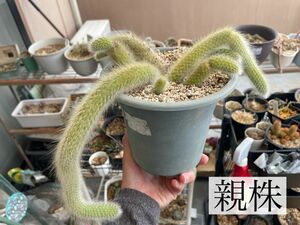 多肉植物　紐サボテン　ヒルデウィンテラ　カラデニモノニス猫のしっぽ　カット苗2本