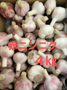 【今が旬】生の赤ニンニク　愛知県産　4kg