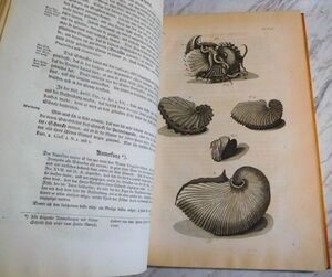  higashi India. plini light /. eyes. . thing . person rumf. light *[ Anne boina rare article compilation .]1766 year . German translation the first version / flat . source inside place warehouse / chestnut book@... ..