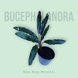 【ブセファランドラ】Bucephalandra sp. Blue King Metallic 水上葉【ブルーキングメタリック】