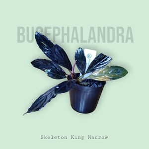 【ブセファランドラ】Bucephalandra sp. Skeleton King Narrow Kishii 水上葉【スケルトンキング キシィ】