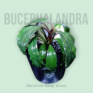 【ブセファランドラ】Bucephalandra sp. Skeleton King Green Kishii 水上葉【スケルトンキング キシィ】