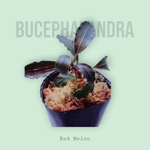 【ブセファランドラ】Bucephalandra sp. Red Melon 水上葉【レッドメロン】