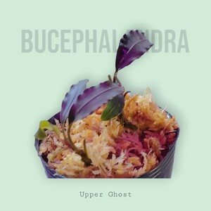 [bsefa Land la]Bucephalandra sp. Upper Ghost водный лист [ верхний призрак ]