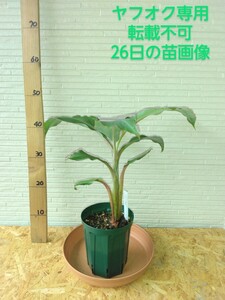 貴少品種 耐寒性 高め? バナナカット苗 旦蕉