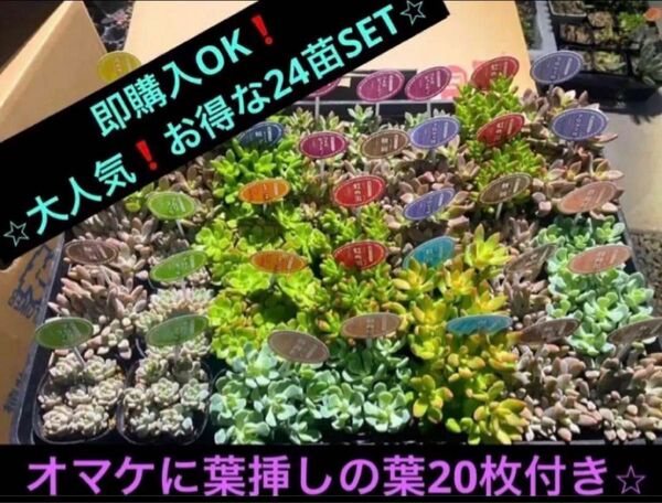 即購入OK！大人気の多肉植物　お得な24苗SET！オマケに葉挿しの葉20枚付き