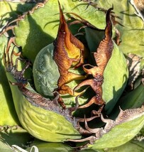 P785多肉植物 アガベ チタノタ Agave titanota ‘鬼爪’_画像1