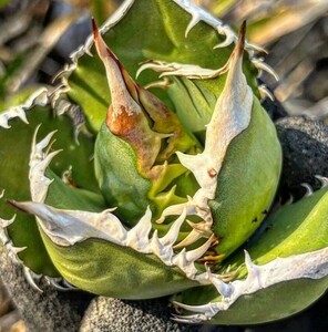 P747多肉植物 アガベ チタノタ 大鋼牙 白排棘 子株