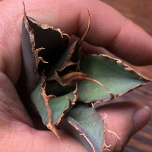 P688多肉植物 アガベ チタノタ Agave titanota ‘鬼爪’の画像6