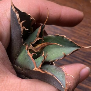 P688多肉植物 アガベ チタノタ Agave titanota ‘鬼爪’の画像4