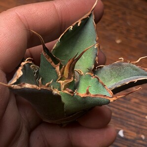 P688多肉植物 アガベ チタノタ Agave titanota ‘鬼爪’の画像2