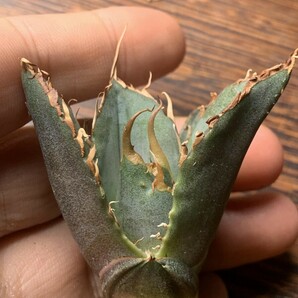 P736アガベ チタノタ Agave titanota ‘野火’の画像8