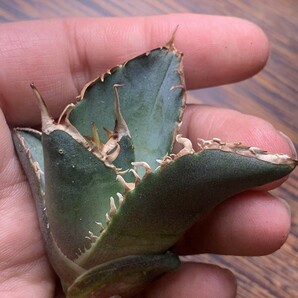 P779多肉植物 アガベ チタノタAgave titanota 巨齒鯊の画像8