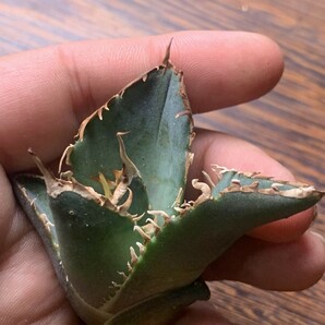 P779多肉植物 アガベ チタノタAgave titanota 巨齒鯊の画像6