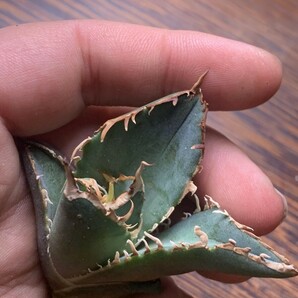 P779多肉植物 アガベ チタノタAgave titanota 巨齒鯊の画像5