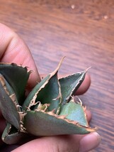 P785多肉植物 アガベ チタノタ Agave titanota ‘鬼爪’_画像4