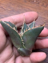 P785多肉植物 アガベ チタノタ Agave titanota ‘鬼爪’_画像5