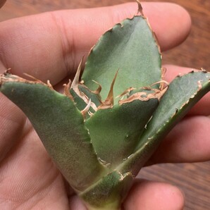 P799アガベ チタノタ Agave titanota ‘野火’の画像5