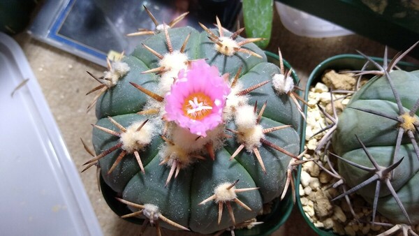 Echinocactus horizonthalonius 太平丸 種子10粒