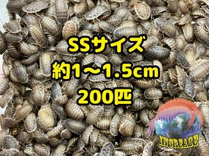 デュビア約1〜1.5cm 200匹+10%