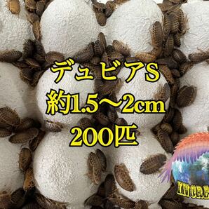 デュビア約1.5〜2cm 200匹+10%の画像1