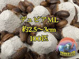 デュビア約2.5〜3cm 100匹+10%