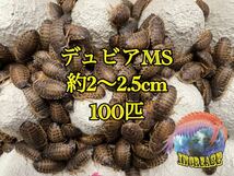 デュビア約2〜2.5cm 100匹+10%_画像1