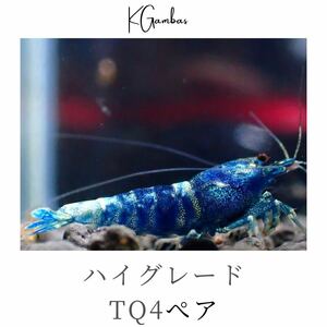  end of the month sale!![1.3mm~/ breeding possibility ]*1 point limit!!/ high grade TQ4 pair / same day shipping correspondence possible!!/ sample image [ turquoise shadow ]KGambas